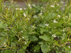 Cardamine scutata
