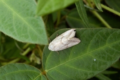 Phyllophila obliterata