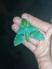 Euchloron megaera