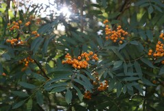 Sorbus aucuparia