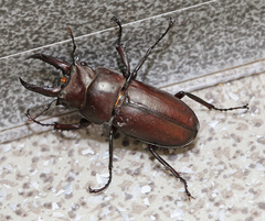 Prismognathus dauricus