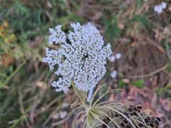 Daucus carota