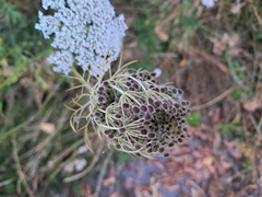Daucus carota