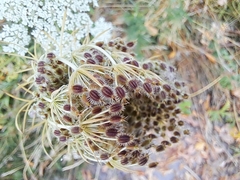 Daucus carota