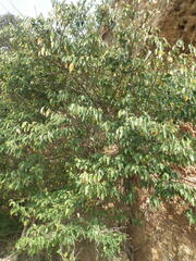 Maclura tricuspidata