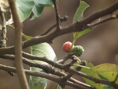 Maclura tricuspidata