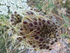 Daucus carota