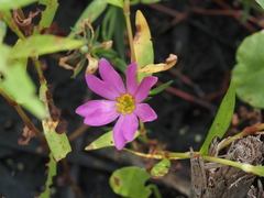 Sabatia dodecandra