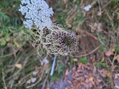 Daucus carota