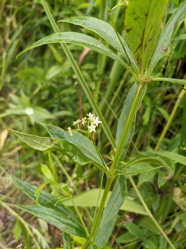 Rubia jesoensis iNat (1)