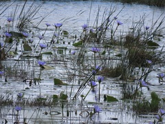 Nymphaea nouchali caerulea