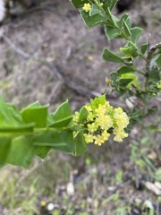 Acacia littorea