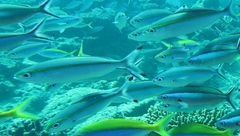 Pterocaesio digramma