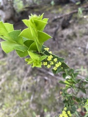 Acacia littorea
