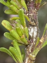 Muraltia barkerae