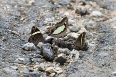 Polyura athamas