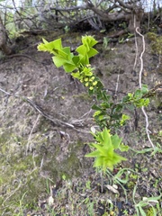 Acacia littorea