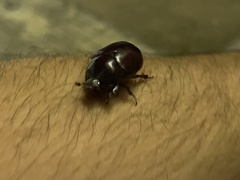 Phyllognathus excavatus