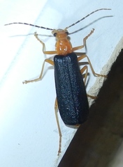 Podabrus fayi