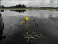 Utricularia radiata image