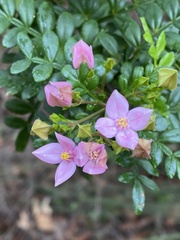 Boronia alata