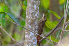 Xiphorhynchus fuscus