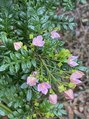 Boronia alata