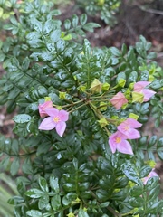 Boronia alata