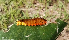 Trypanophora semihyalina