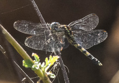 Orthetrum julia