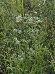 Eryngium aquaticum