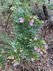 Boronia alata