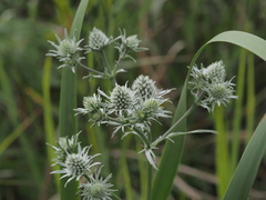 Eryngium aquaticum