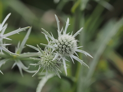 Eryngium aquaticum