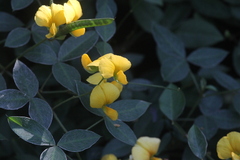 Argyrolobium tomentosum