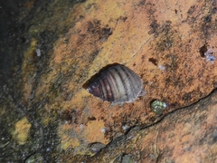 Angulyagra polyzonata