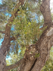 Lyonothamnus floribundus floribundus