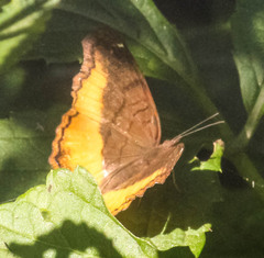 Eurytela dryope