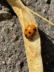 Coccinella septempunctata