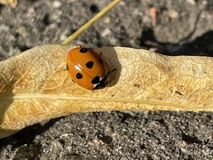 Coccinella septempunctata