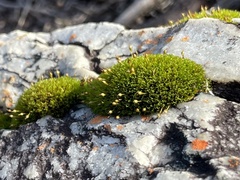 Ptychomitrium crispatum