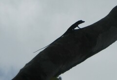 Anolis punctatus