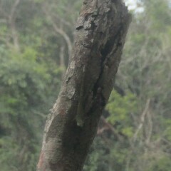 Anolis punctatus