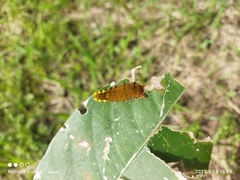 Trypanophora semihyalina