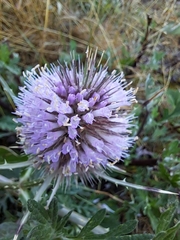Magnoliopsida