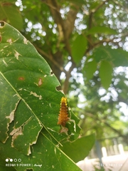 Trypanophora semihyalina