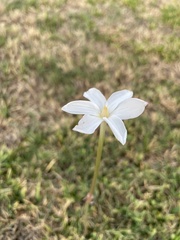 Zephyranthes chlorosolen