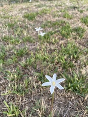 Zephyranthes chlorosolen