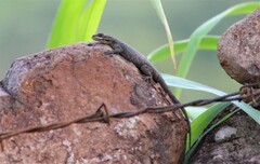 Sceloporus dugesii
