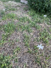 Zephyranthes chlorosolen